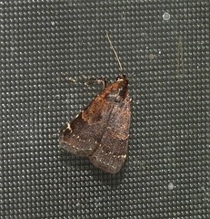 Hydrillodes lentalis