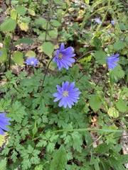 Anemonoides apennina