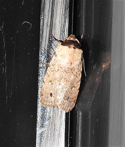 Athetis maculatra Lower, 1902