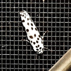 Ethmia clytodoxa