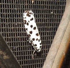 Ethmia clytodoxa