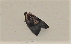 Asthenoptycha hemicryptana