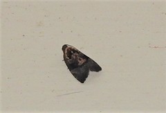 Asthenoptycha hemicryptana