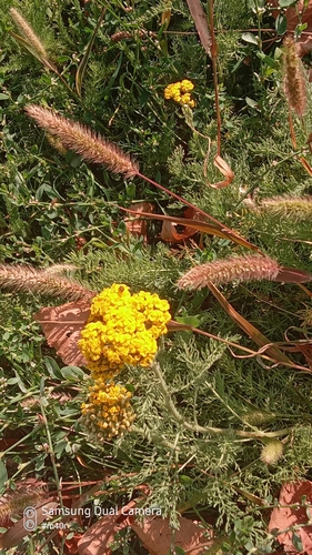 Image of Achillea arabica by (c) Михаил Орлов, some rights reserved (CC BY)