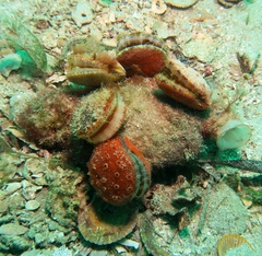 Mimachlamys asperrima