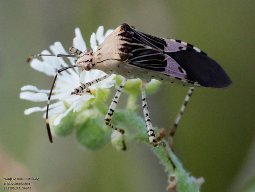 Spot-sided Coreid