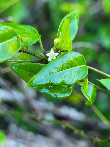 Metastelma decipiens, 2023-11-04