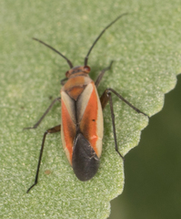 Lopidea marginata