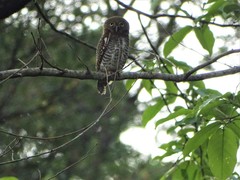 Glaucidium radiatum