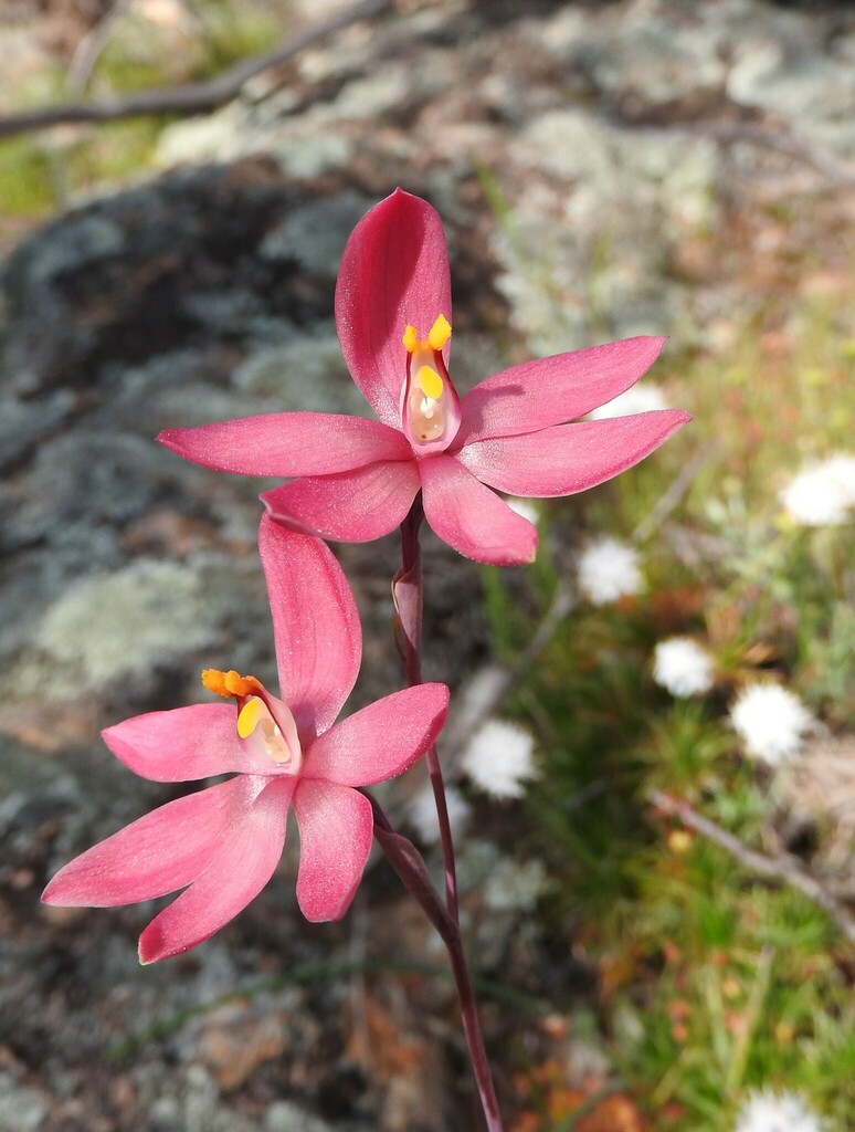 Something from Perenjori WA 6620, Australia on August 26, 2021 at 0153