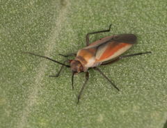 Lopidea marginata
