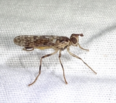 Boreothrinax maculipennis