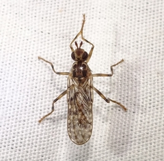 Boreothrinax maculipennis