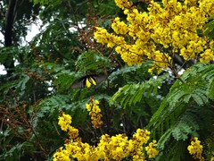 Troides minos