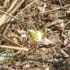 Anthocharis euphenoides