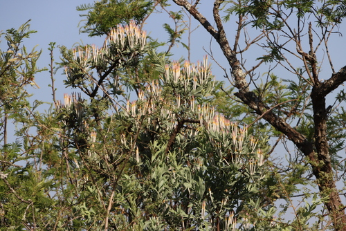 Image of Agelanthus natalitius by (c) Tony Rebelo, some rights reserved (CC BY-SA)