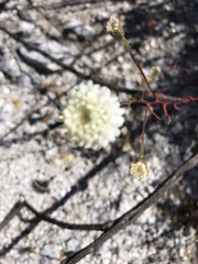 Chaenactis fremontii