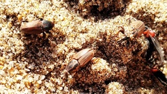 Sphenophorus brunnipennis