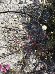 Chaenactis fremontii