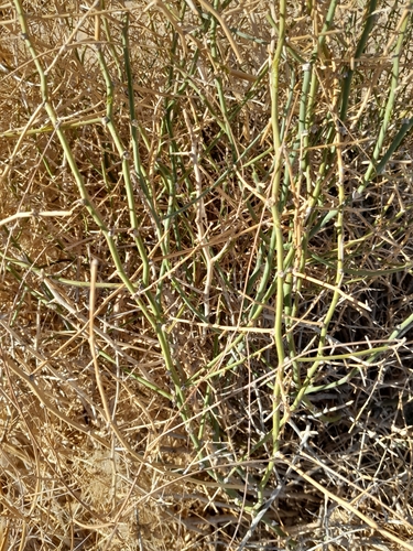 Image of Asparagus pearsonii by no rights reserved
