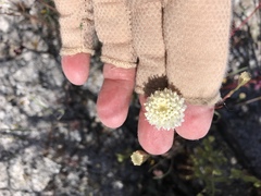 Chaenactis fremontii