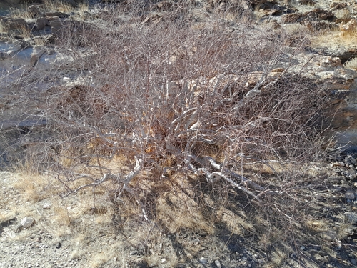 Commiphora virgata