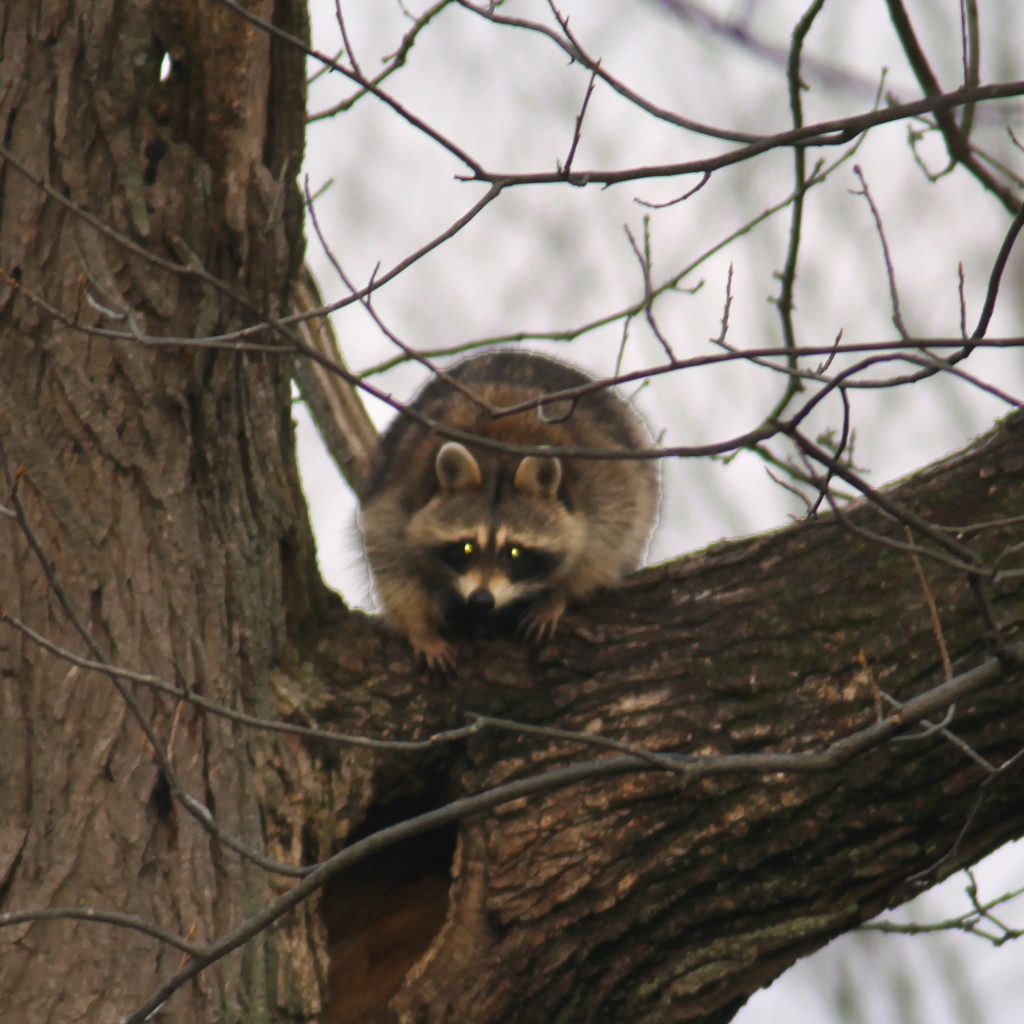 Common Raccoon from Terra Woods, New Carlisle, OH 45344, USA on January ...