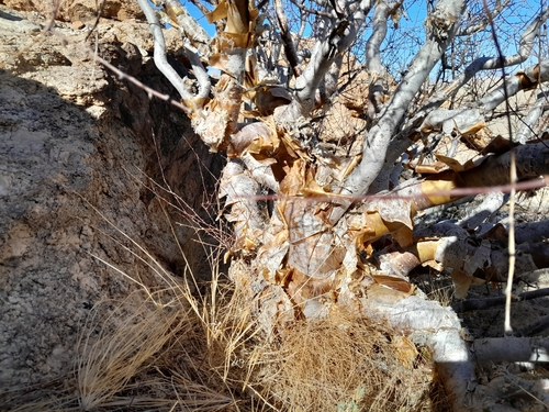 Commiphora virgata