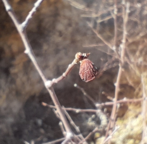 Commiphora virgata