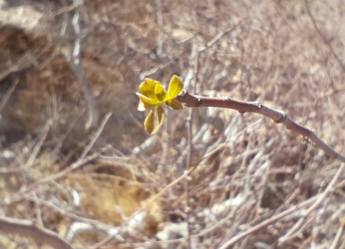 Commiphora virgata
