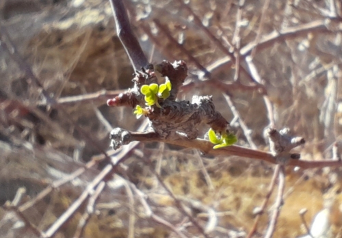 Commiphora virgata