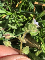 Veronica hederifolia-sublobata-triloba