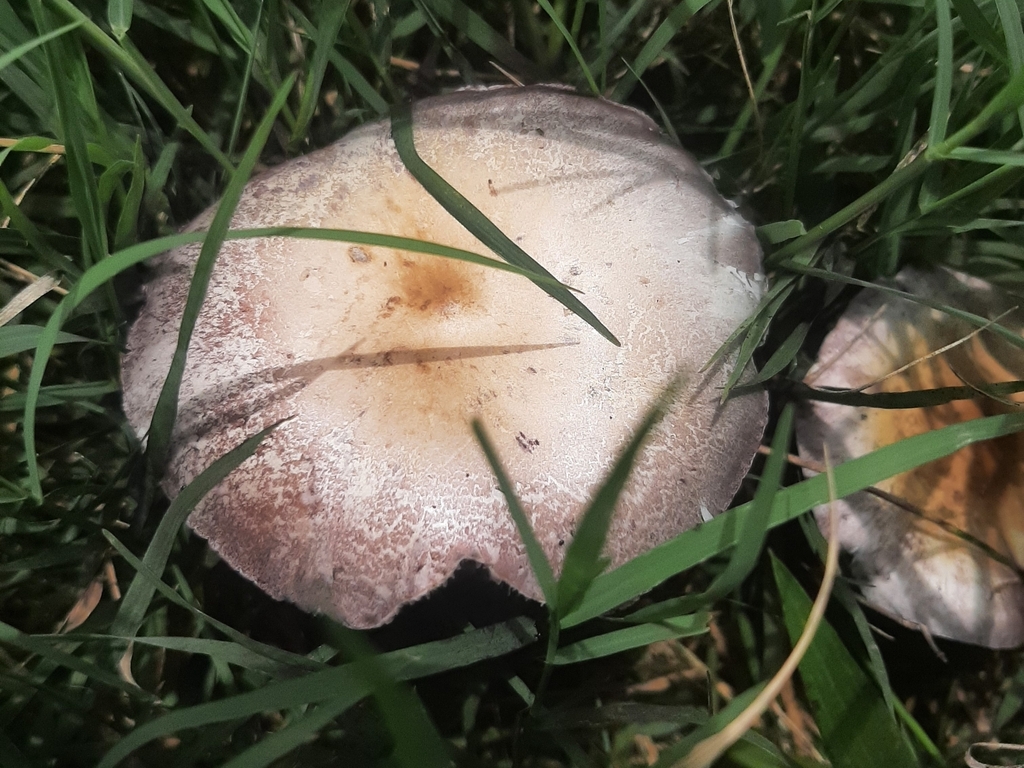 Psilocybe cubensis · November 2023 · photo: © pablocauapc (iNaturalist, cc-by)