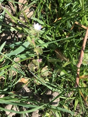 Veronica hederifolia-sublobata-triloba