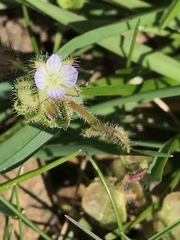 Veronica hederifolia-sublobata-triloba