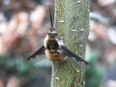 Bombylius major