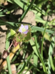Veronica hederifolia-sublobata-triloba