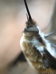 Bombylius major