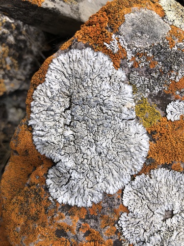 fyscia (Physcia)