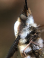 Bombylius major
