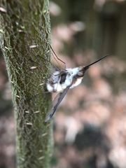 Bombylius major