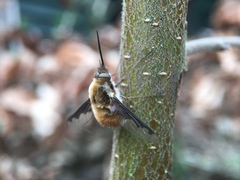 Bombylius major