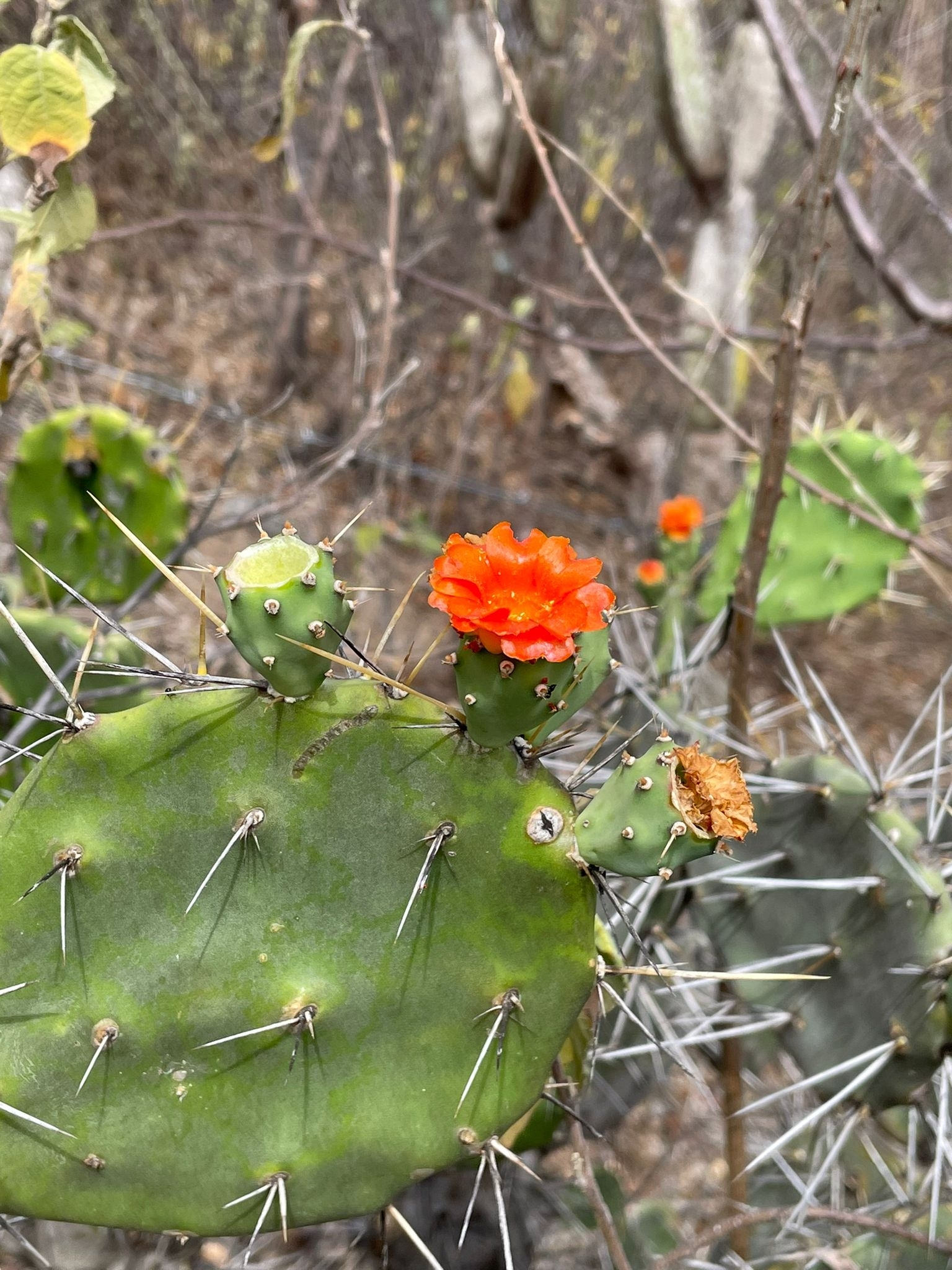 Opuntia image