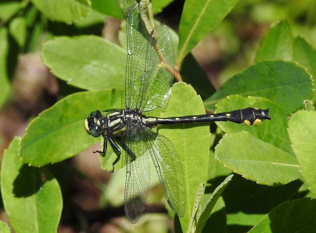Spine-crowned Clubtail