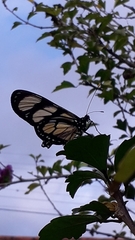 Methona themisto themisto