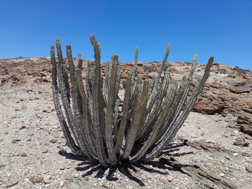 Image of Euphorbia virosa by no rights reserved