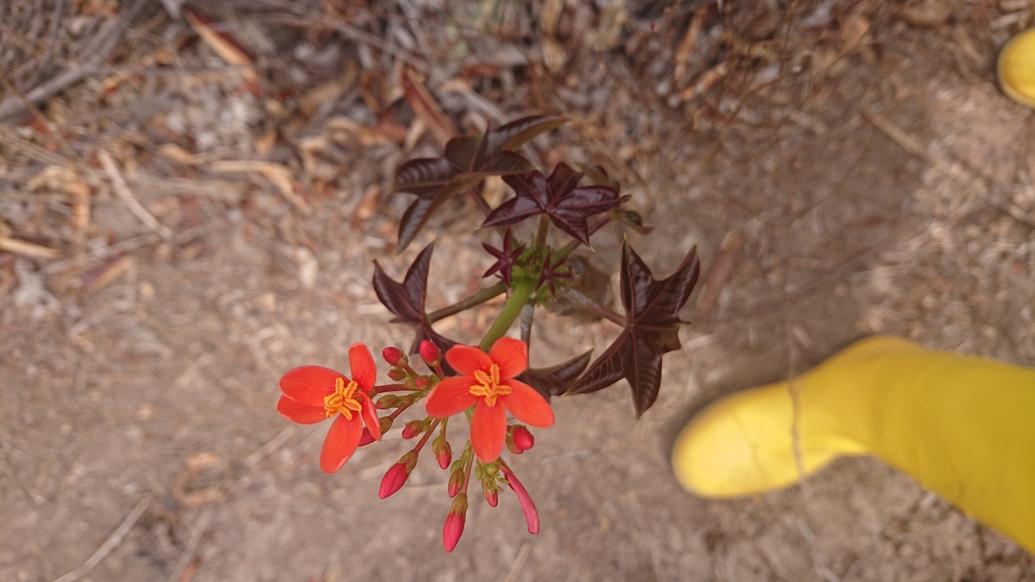 Jatropha image