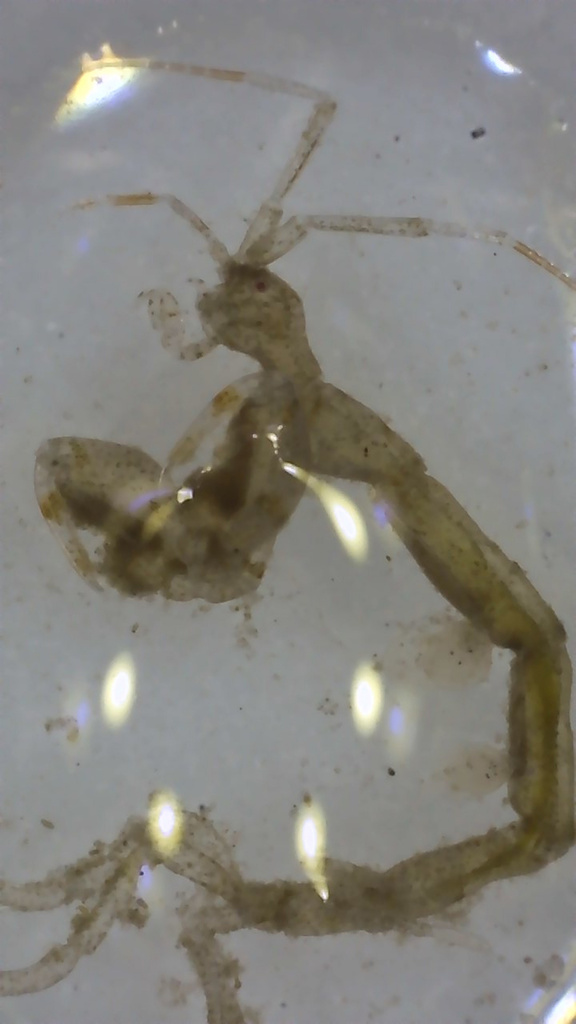 Caprella scaura from North Atlantic Ocean, Cedar Key, FL, US on ...