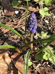 Muscari botryoides