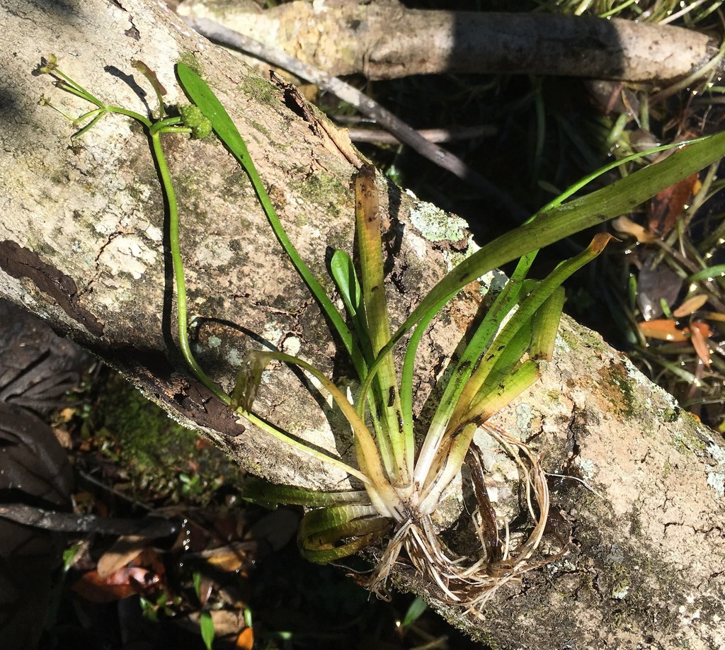 Sagittaire naine (Sagittaria subulata)